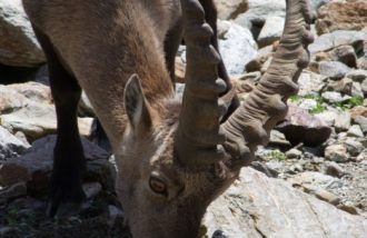 Ufficio della Montagna Eyssina