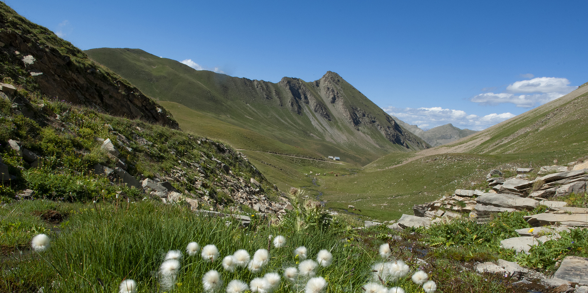Le Naturographe - Parpaillonl_08.08.2019-11